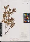 Foto von Salix foetida Schleich. ex DC. x Salix helvetica Vill.